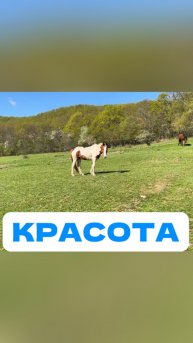 Красота, природа и лошади. Отдых для души от городской суматохи