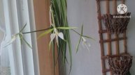 Epidendrum parkinsonianum очередное домашнее цветение.