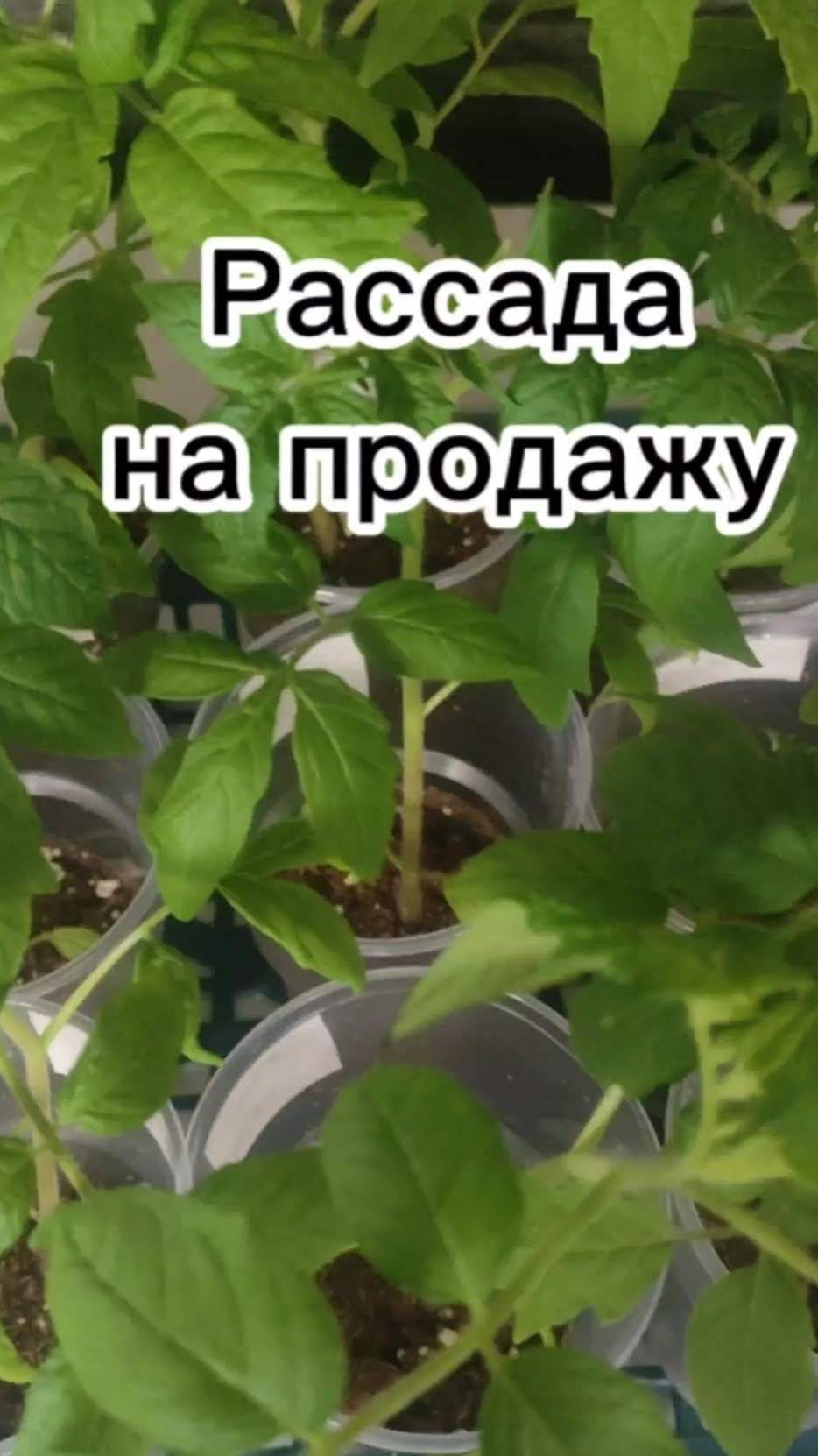 Рассада Смоленск 2025