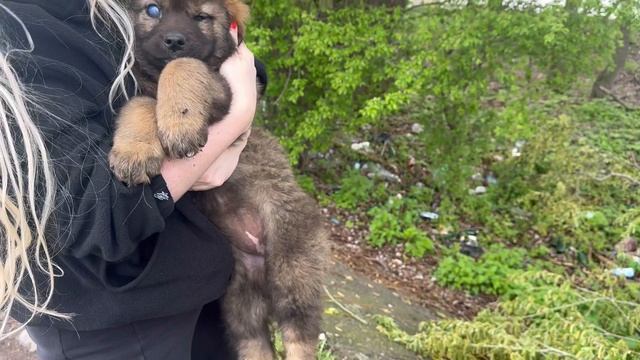 Подобрали щенка с раненым глазом