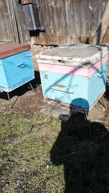 Пасека загудела после продолжительного похолодания