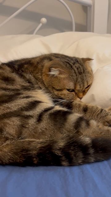 Милая шотландская вислоухая кошка 🐱