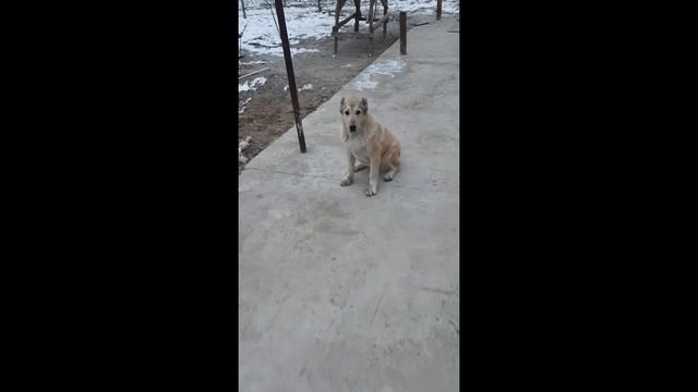Итни кулга ургатиш