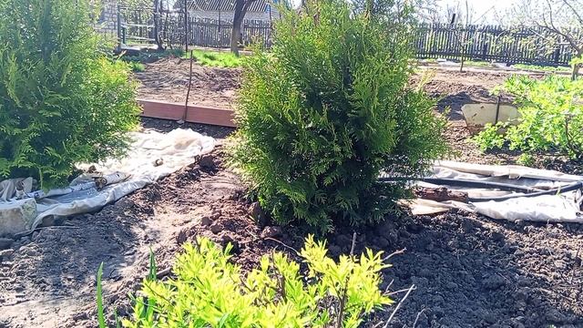 Прострел (сон трава)🌿 😁🌷13.04.25