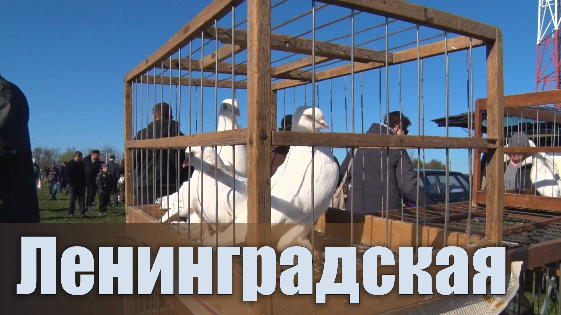 Птичий рынок. Ленинградская. [13.04.2025]