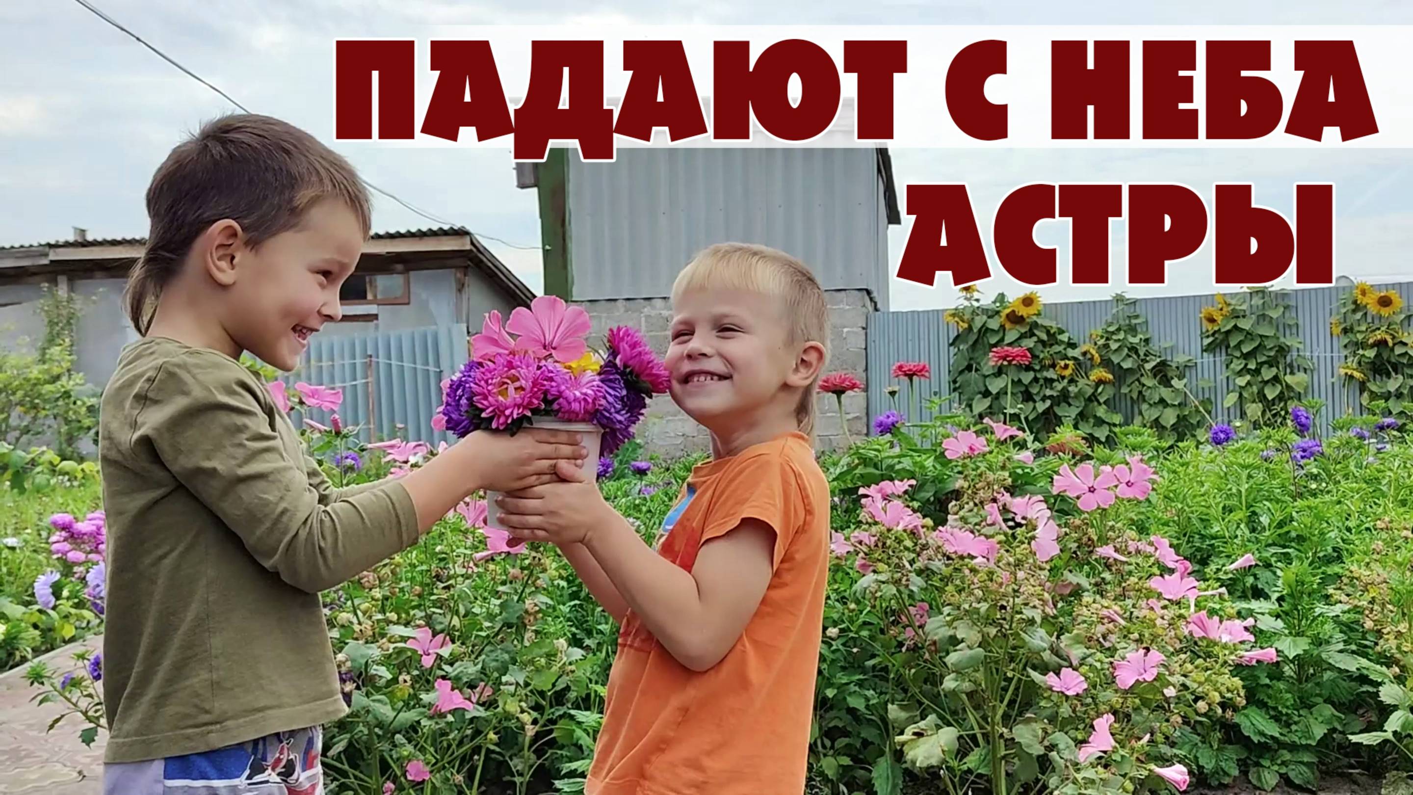 Падают с неба астры