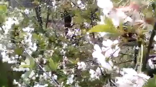 расцвела вишня