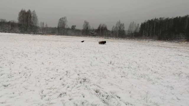 Пастьба. Шери. 22.11.2020. Работает круги. Горыныч(2)