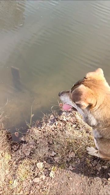 водопой