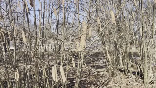 и льнёт к Орешнику Ольха