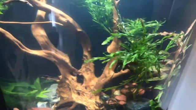 Tetra AquaArt 60l 4.Tag + Neue Pflanzen