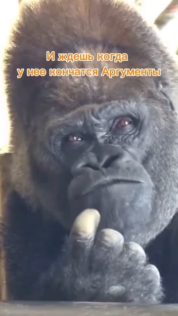 жиза