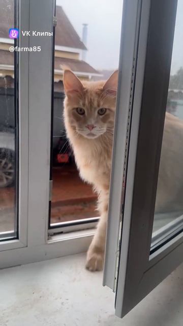 clip1820698_456239480