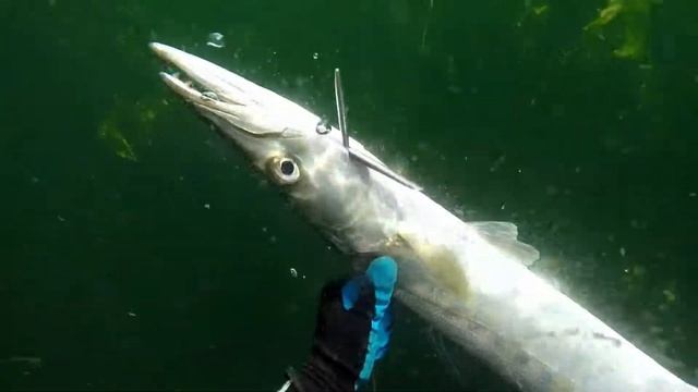 Dangerous Barracuda Spearfishing in Murky water