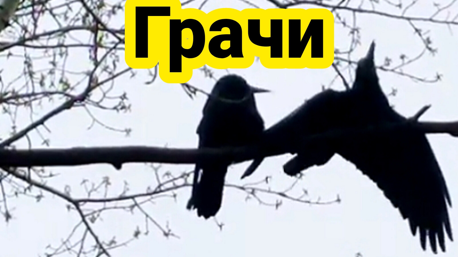 Грачи осваиваются