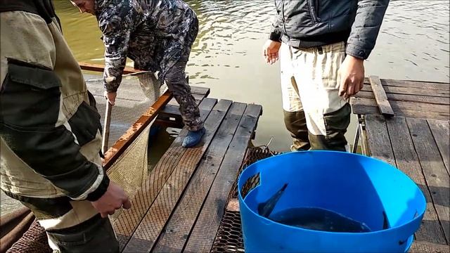 Клёвое место.Лосиный остров. Зарыбление нижнего пруда осетром, 100 кг.