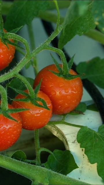 Cherry Tomato Views