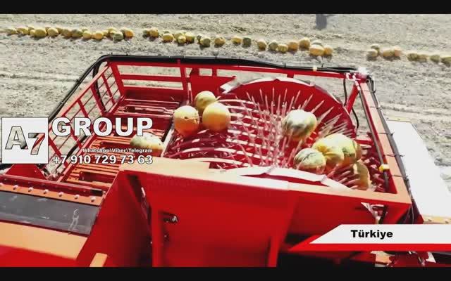 Комбайн для уборки голосемянной тыквы. Турция #тыква #уборка #комбайн