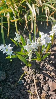 ВЕСНА #дача #сад #цветы #первоцветы