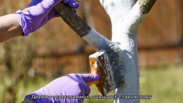 Как, когда и чем опрыскать яблони весной от вредителей и болезней