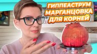 СПАСАЮ ГИППЕАСТРУМЫ | БЕДНЫЕ ЛУКОВИЦЫ ИЛИ РУКИ ИЗ ТОГО МЕСТА?