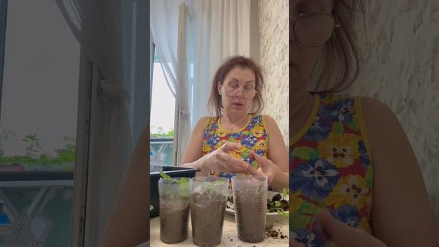 Перевалка Виолы .