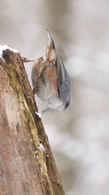 Поползень апреля