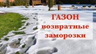 Газон весной, возвратные заморозки