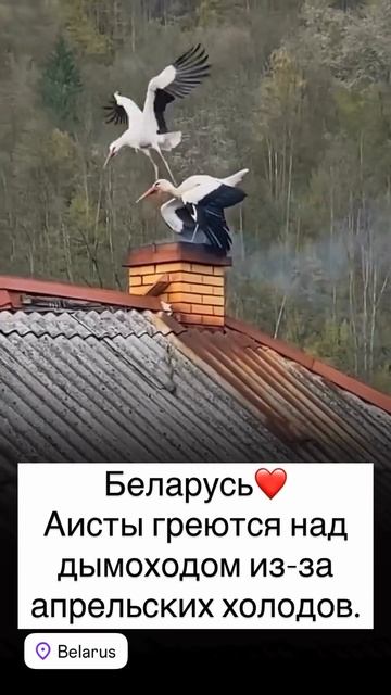 Аисты греются над дымоходом в холодные апрельские дни
