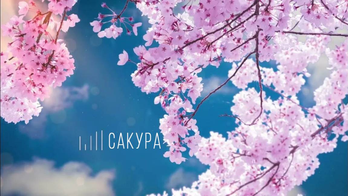 Цветение сакуры. Отрывки природы 4K