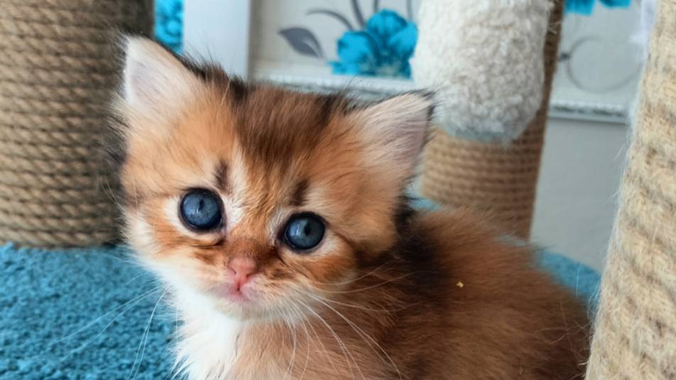 Золотые шиншиллы - котята