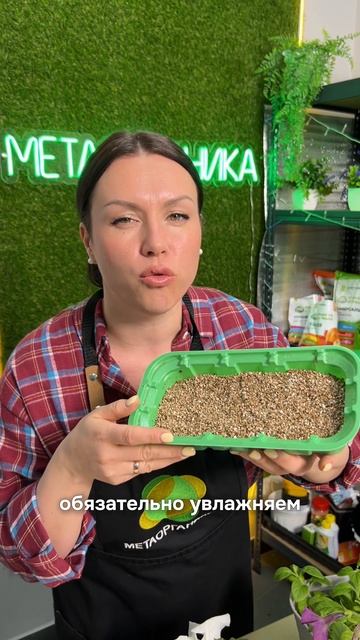 🌸Черенкование петунии в вермикулите – легко!