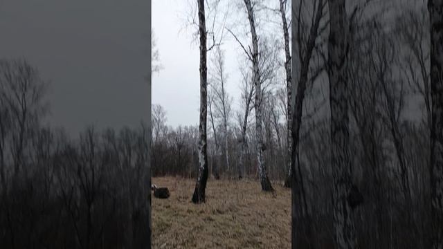 #reels  Прогулка по роще