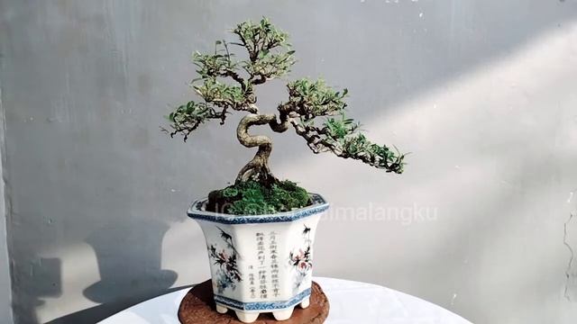 CEK HARGA BONSAI SERISSA JAPONICA ||SERIBU BINTANG ||Ngeri Harganya