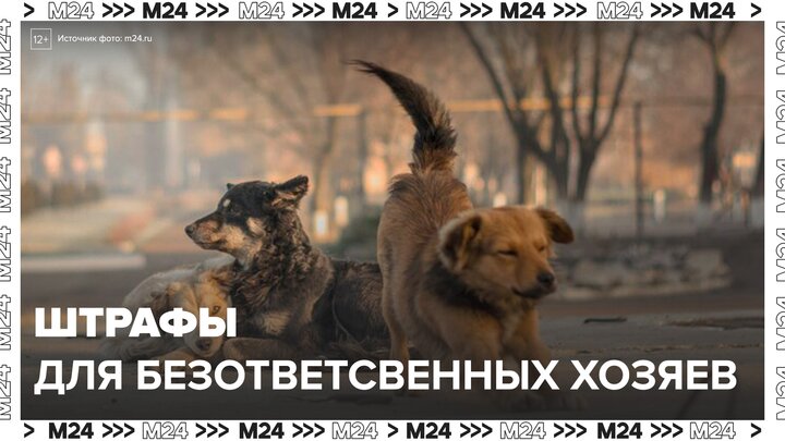 Штрафы для хозяев, выбросивших на улицу питомцев, хотят повысить в России - Москва 24