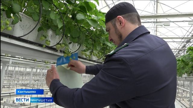 Специалисты Россельхознадзора Ингушетии проводят фитосанитарный мониторинг теплиц