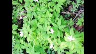 flowers 🌼 🌼 🌼 🌺 🌺 🌺 🌹🌹🌹белый парад весенних цветов весна