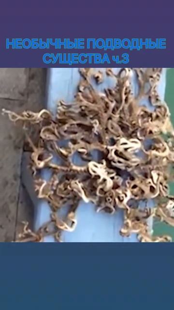 Ветвистая афиура