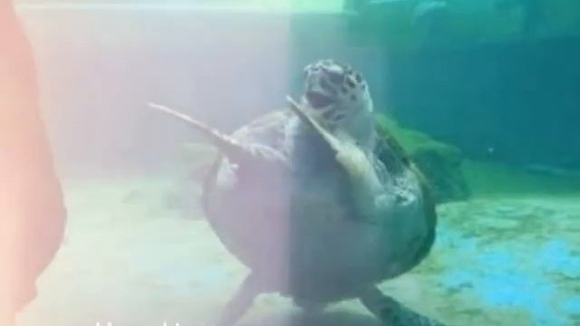 Танцуй пока молодой(ЖИВОТНЫЕ)