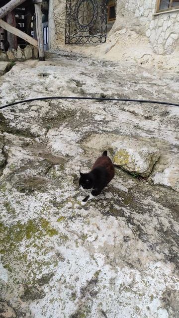 КОТИКИ