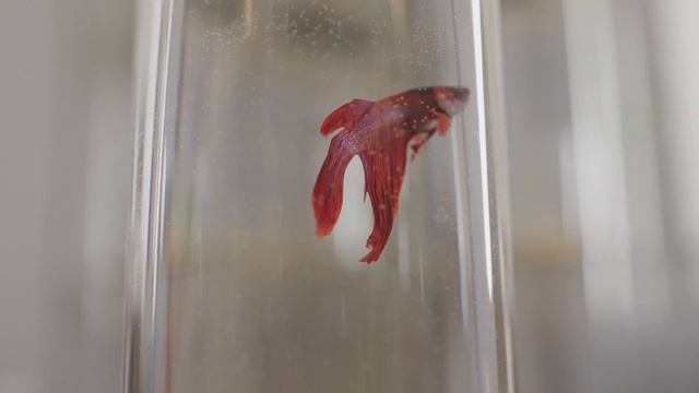 Are Betta Fish Meant For Bowls? Truth About The "decoration" Fish