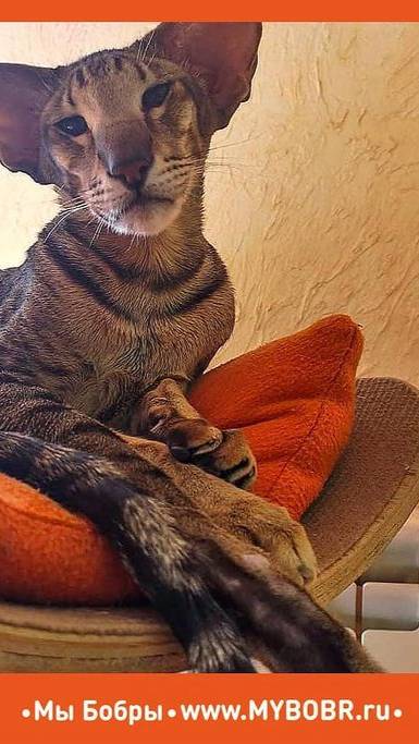 Для котиков еще одно помещение в приюте готово. Мы Бобры очень стараемся!
