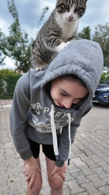 кот мнет 2)