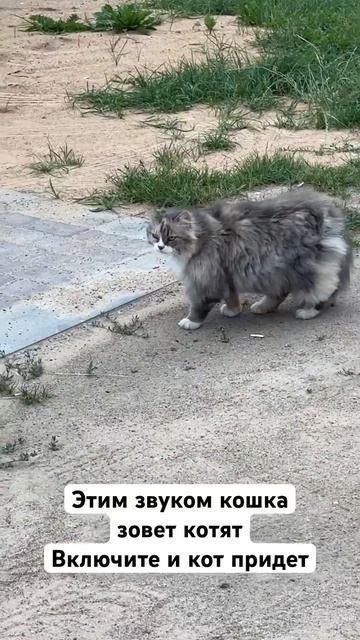 Этим звуком кошка зовет котят. Включите и кот придет. Проверено, работает