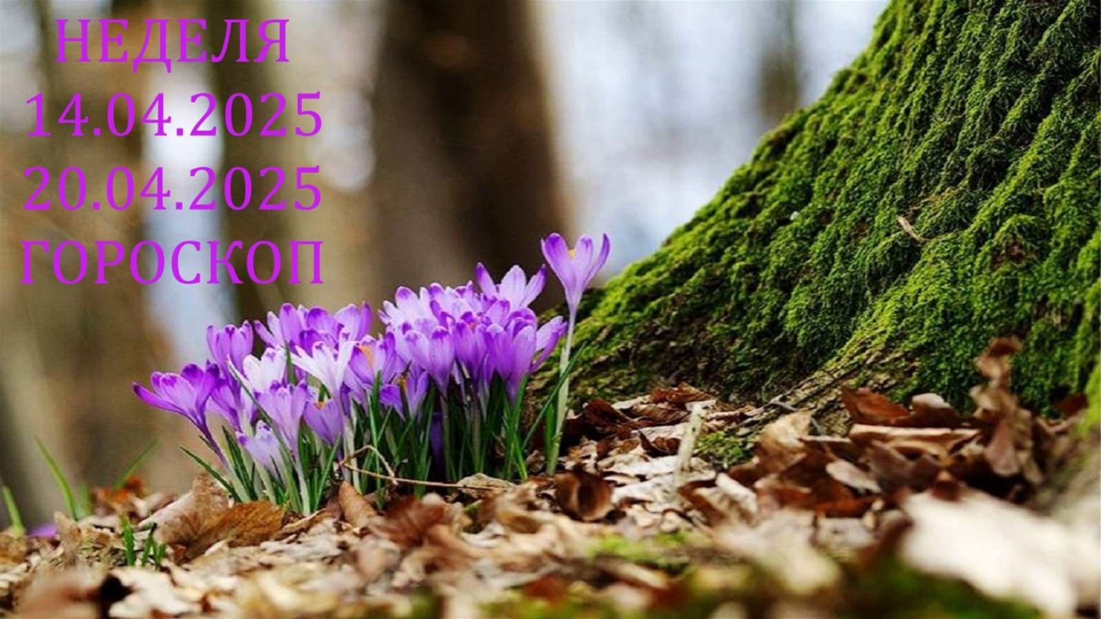 ⭐ ПРОГНОЗ НА НЕДЕЛЮ С 14.04.2025 ПО 20.04.2025 ⭐ Контакты floransia@yandex.ru