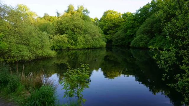 Природа в Англии nature in Chislehurst London