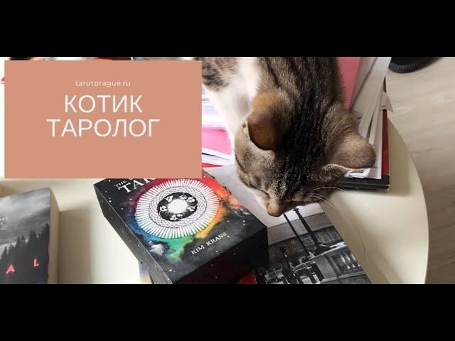 Кот Таролог