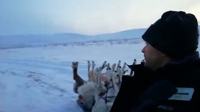 Охота на севере