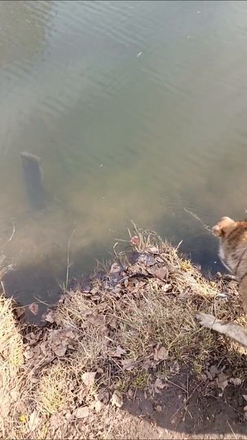 водопой