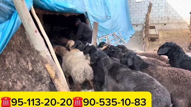 2024 QOZILAR KELISHNI BOSHLADI SHOSHLING SONI 100ta